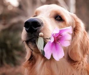 Canine distemper symptoms, how to treat distemper parvo?