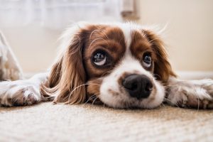 Dog Sneezing and Runny Nose: Causes ,Treatment, Cautions