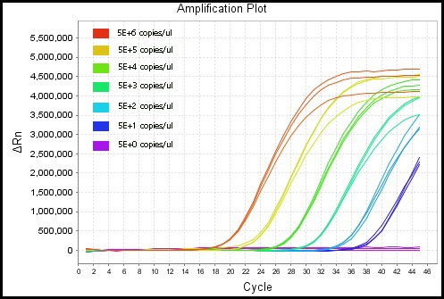 Résultats PCR quantitatifs fluorescents