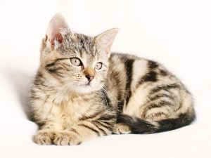 Coronavirus for Cats: Symptoms & Treatment & Prevention