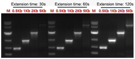 Taq DNA Polymerase