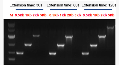 Pfu DNA Polymerase