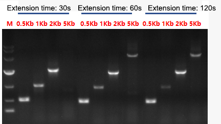 Klentaq DNA Polymerase