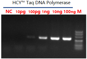 Taq DNA Polymerase