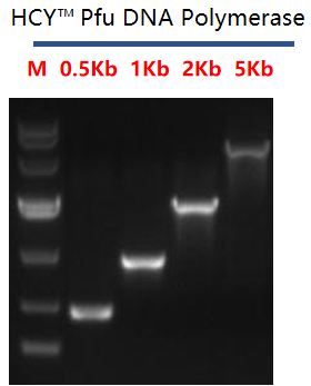 Pfu DNA Polymerase