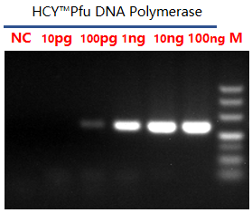 Pfu DNA Polymerase