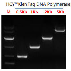 Klentaq DNA Polymerase