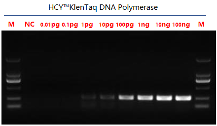 Klentaq DNA Polymerase