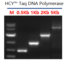 Taq DNA Polymerase