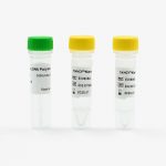 HS-Taq DNA PolymeraseHCY™ HS-Taq DNA Polymerase Kit