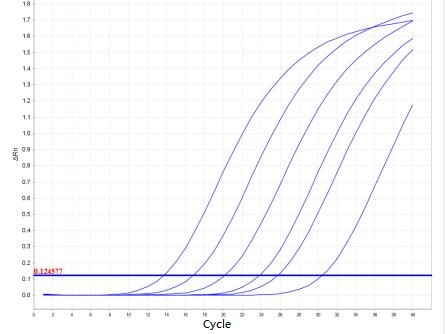 Chlamydia felis PCR Detection Kit