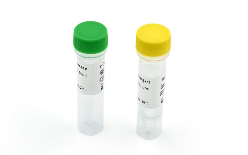 DNA polymerase