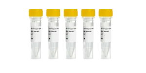 Applications diverses des ADN polymérases de Shenzhen Huachenyang Technology Co., Ltd. Applications diverses des ADN polymérases de Shenzhen Huachenyang Technology Co., Ltd.