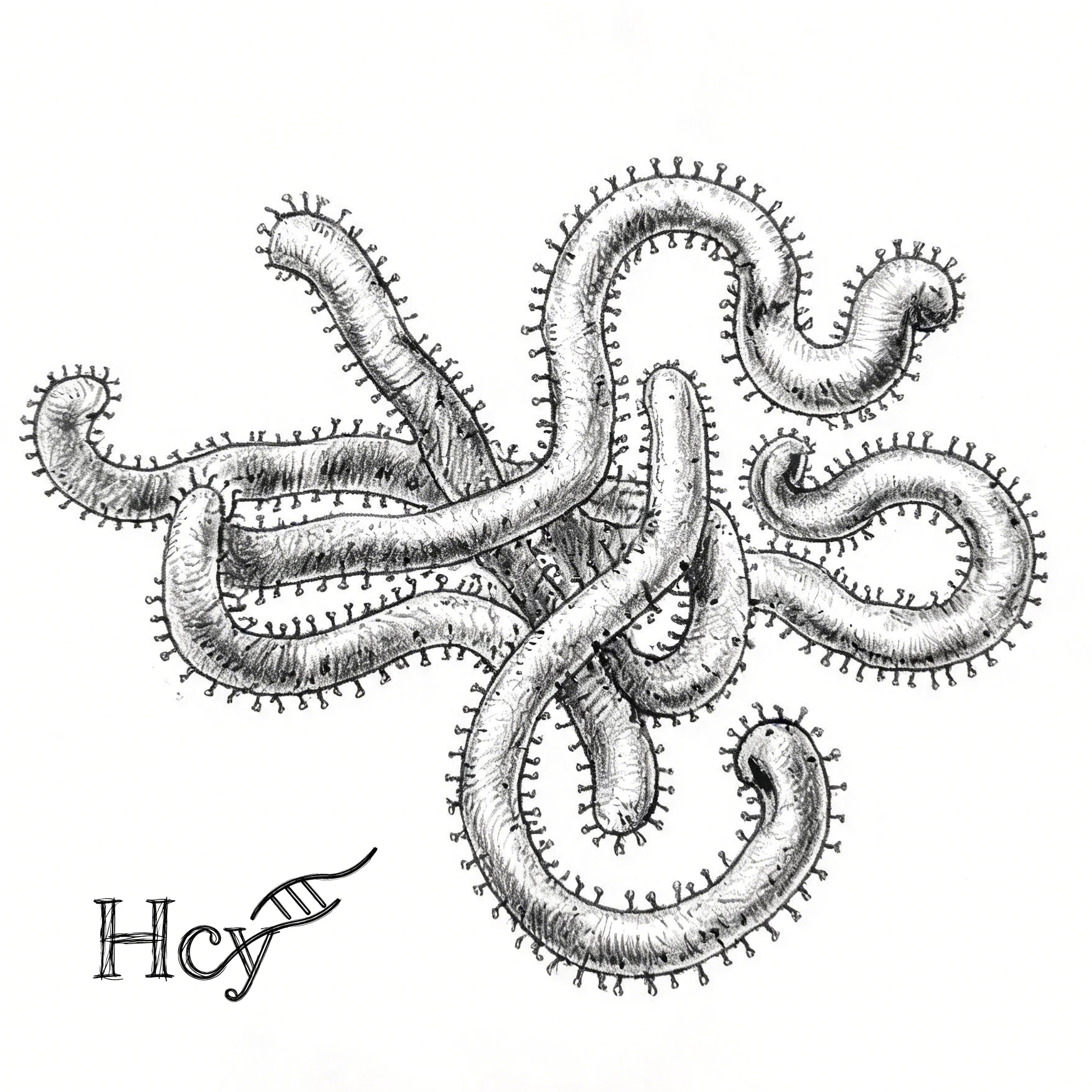 Sketch of tangled, worm-like microscopic organisms with spiky edges; letters 'HCV' visible.